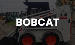 bobcat